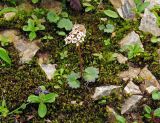 Micranthes nelsoniana. Цветущее растение (левее и ближе - зацветающая Veronica grandiflora). Камчатский край, Алеутский р-н, о-в Медный, восточный склон горы Сенькина, щебнистая тундра. 19.08.2017.