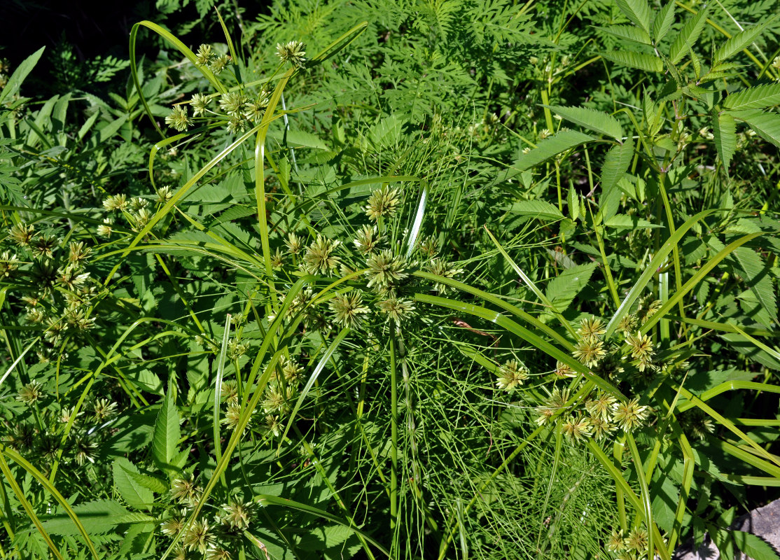 Изображение особи Cyperus eragrostis.