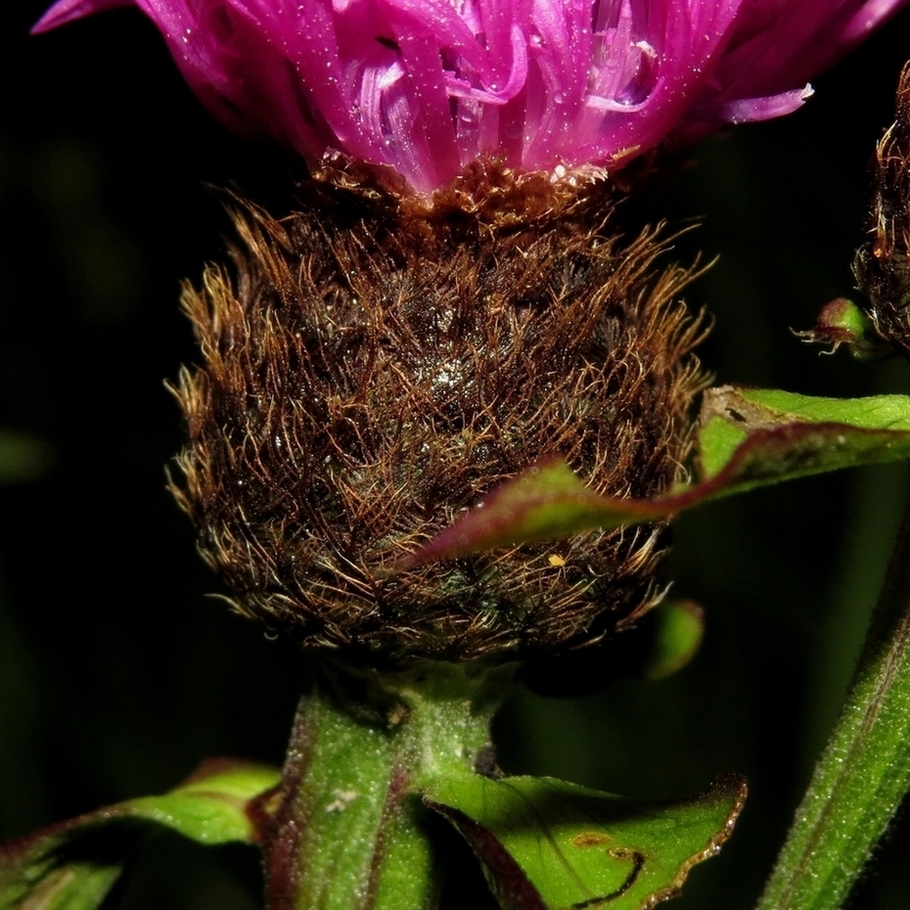 Изображение особи Centaurea &times; livonica.