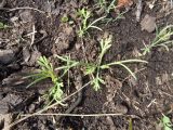 Eschscholzia californica