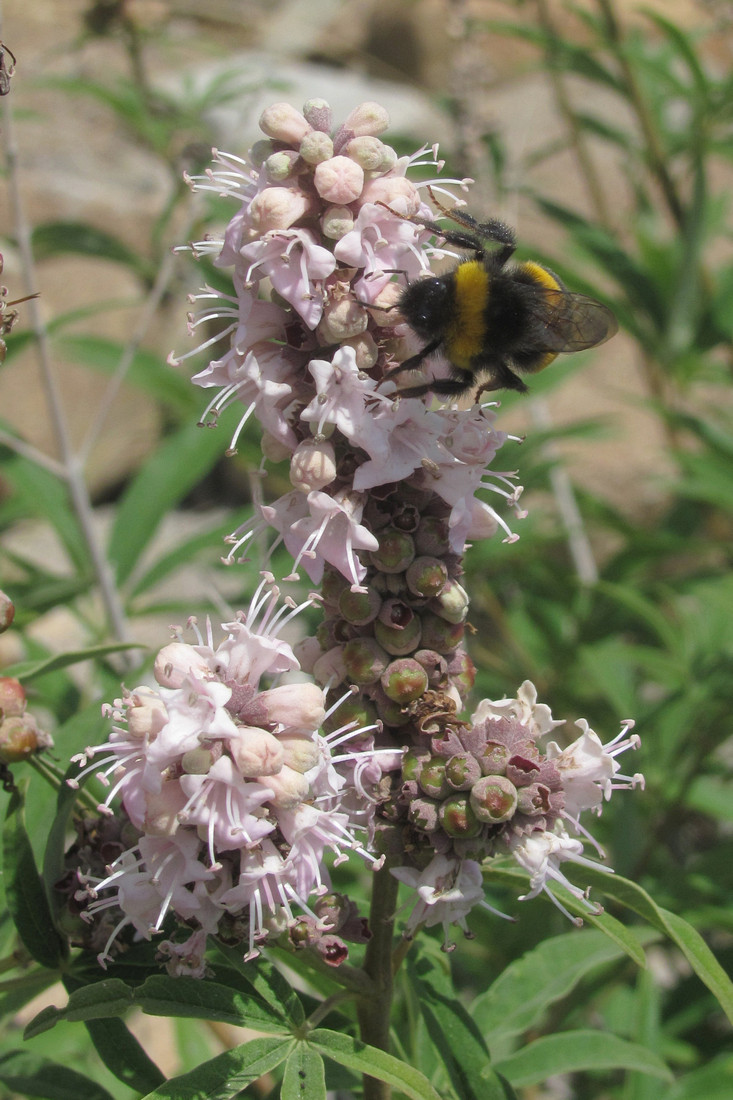 Изображение особи Vitex agnus-castus.