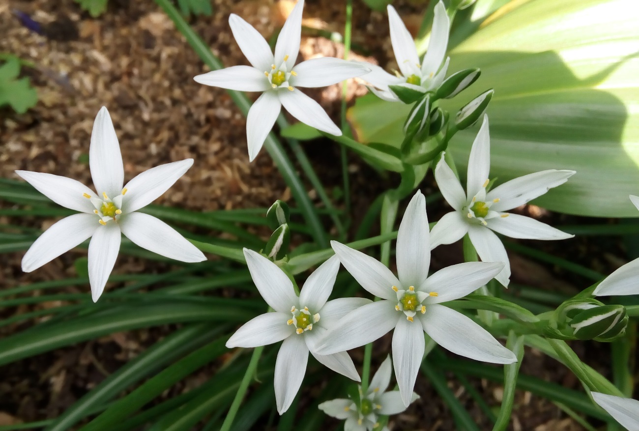 Изображение особи Ornithogalum umbellatum.