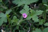 Geranium divaricatum