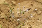 Myosotis ramosissima