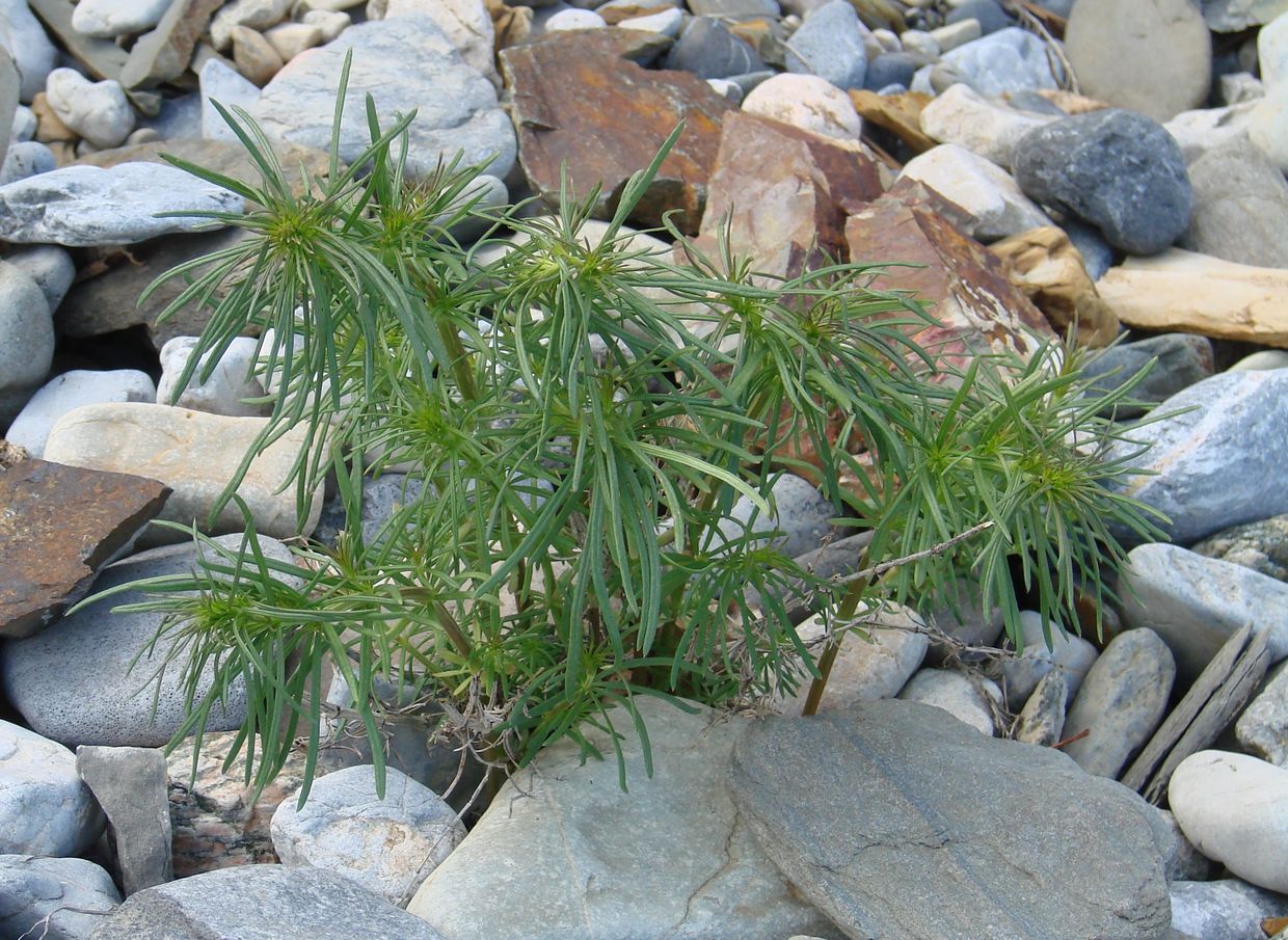 Изображение особи Galium verum.