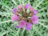 Cirsium esculentum