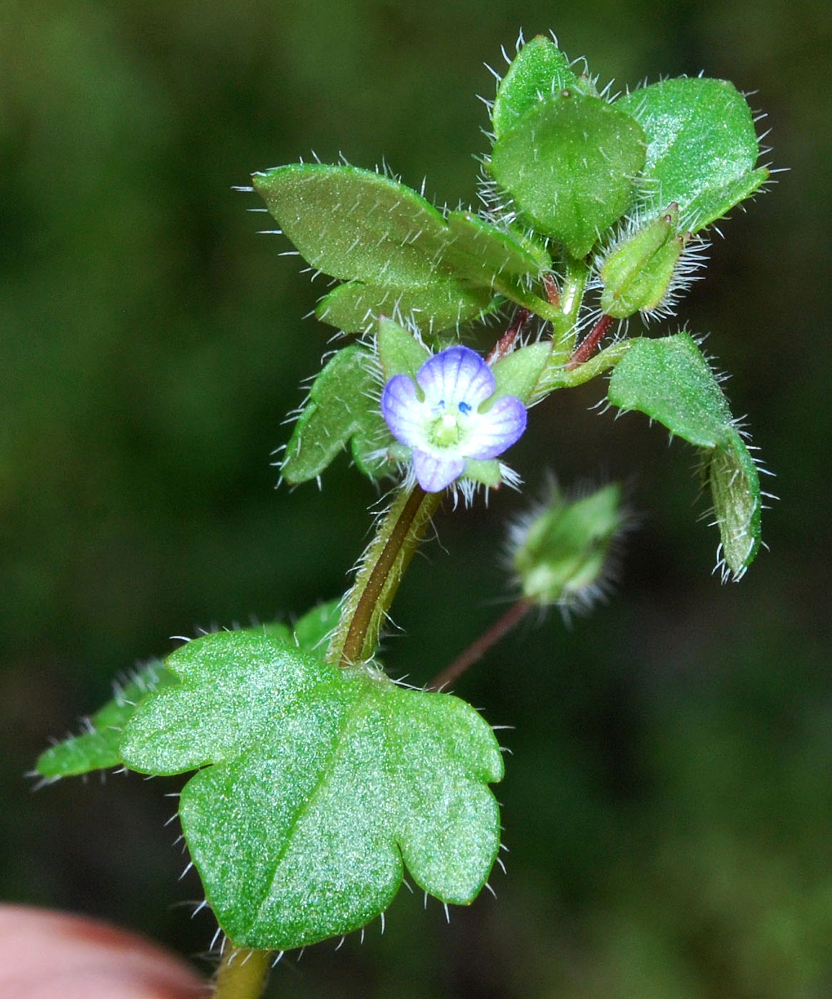 Изображение особи Veronica hederifolia.