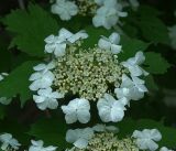 Viburnum opulus