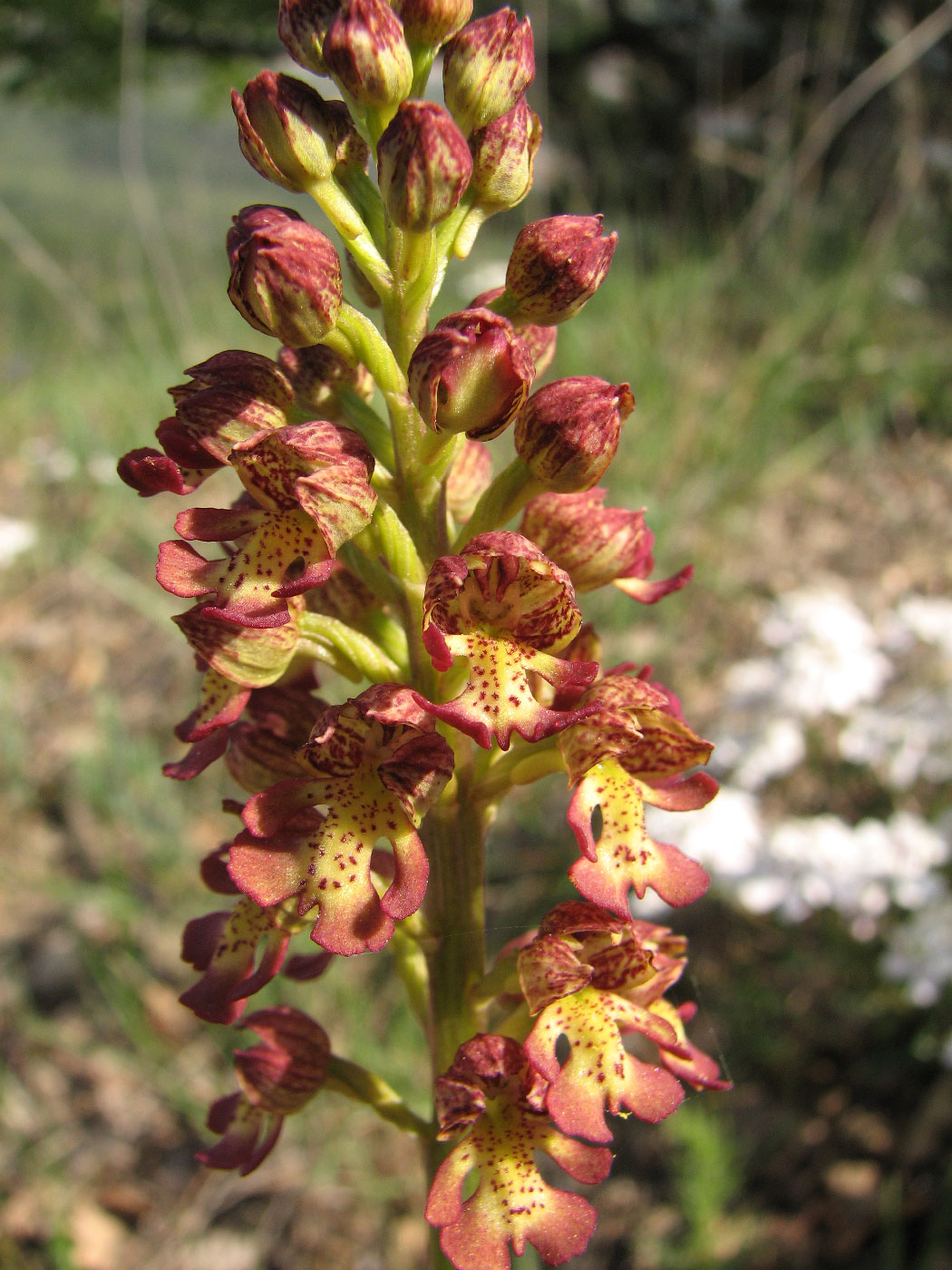 Image of Orchis &times; wulffiana specimen.