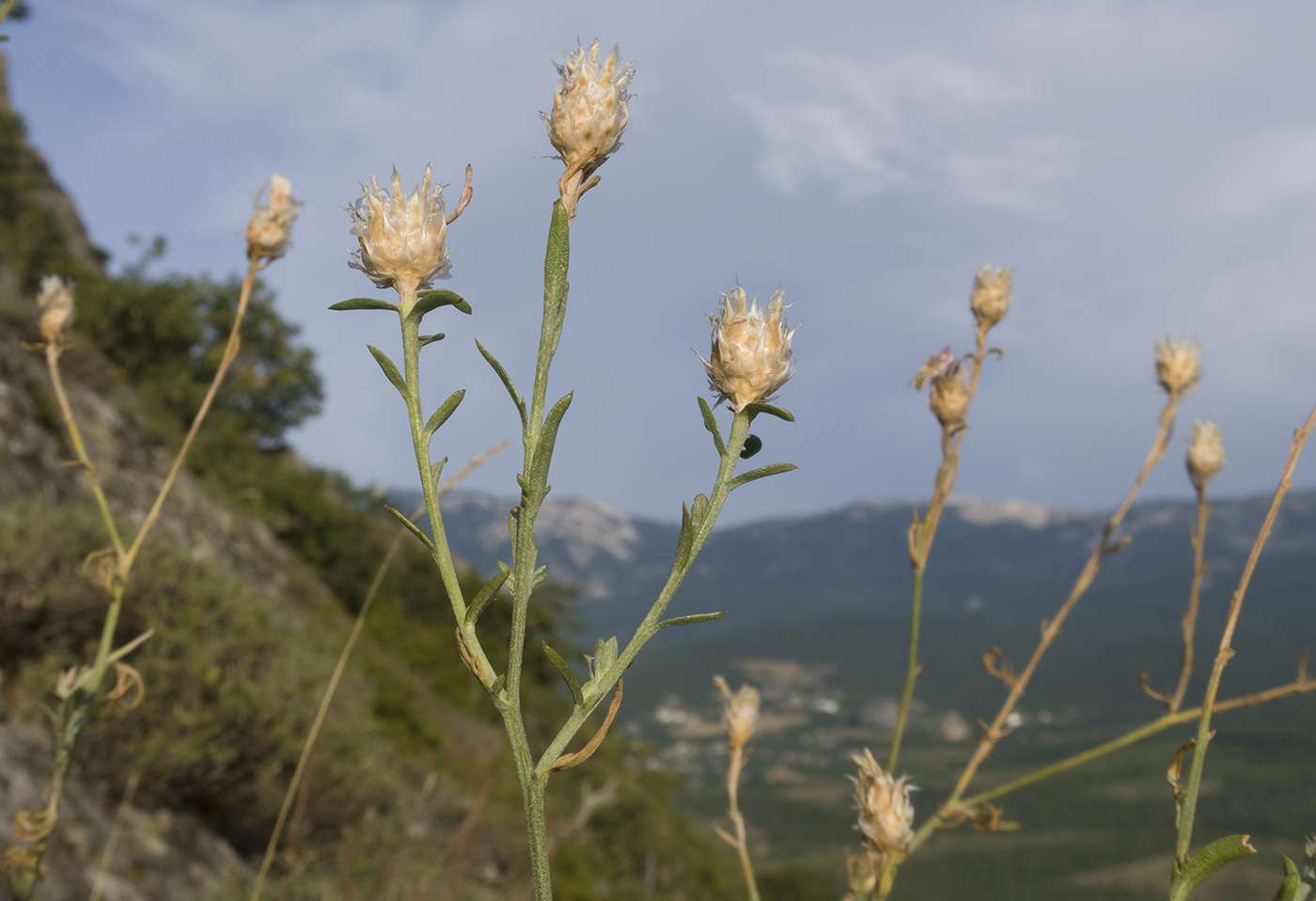 Изображение особи Centaurea stankovii.