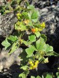 Ribes orientale