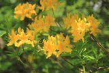 Rhododendron luteum. Соцветия на верхушках побегов. Краснодарский край, м/о город-курорт Сочи, окр. с. Эстосадок, хребет Псехако, ур. Медвежьи Ворота, у верхней границы леса, выс. ≈ 1950 м н.у.м. 17 июня 2019 г.