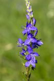 Veronica teucrium