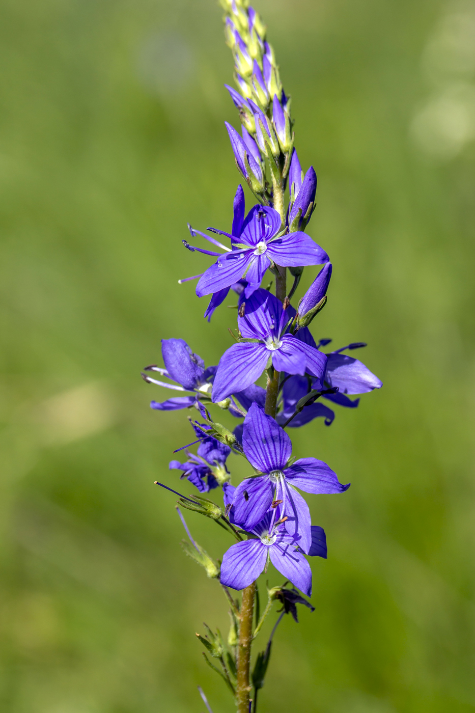 Изображение особи Veronica teucrium.