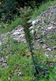 Echium russicum. Цветущее растение. Сербия, национальный парк Тара, плоскогорье Равна Тара, западный берег оз. Заовине, каменистый склон. 11.07.2019.