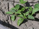 род Solanum. Побеги. Перу, регион La Libertad, пос. Huanchaco, закреплённые дюны. 24.10.2019.