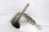 Abies holophylla