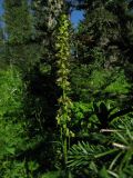 Aconitum sajanense