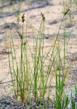 Carex colchica