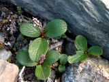 Salix reticulata