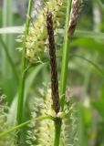 Carex rhynchophysa. Андрогинный колосок. Окрестности Архангельска, недалеко от ручья. 9 июня 2010 г.