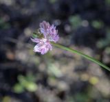 Trifolium hybridum. Соцветие. Пермский край, г. Пермь, Кировский р-н, бывший полигон промышленных и бытовых отходов. 15.09.2021.