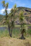 Cordyline australis