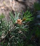 Pinus sylvestris подвид hamata. Верхушка ветви. Республика Ингушетия, Джейрахский р-н, окр. ур. Исмаил-Ков, на тропе, проходящей через остепненный луг. 21 июня 2022 г.