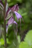 Himantoglossum comperianum. Цветок. Крым, Бахчисарайский р-н, окр. пгт Куйбышево, лес на склоне горы. 26.05.2022.