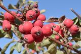 Cotoneaster soongoricus