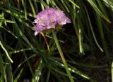 Armeria vulgaris. Верхушка побега с соцветием и кормящимися мухами. Санкт-Петербург, Ботанический сад БИН РАН, альпийская горка. 25.07.2022.