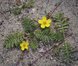 Potentilla anserina. Цветущее и вегетирующее растения. Владимирская обл., Александровский р-н, окр. с. Старая Слобода, обочина асфальтовой дороги. 11.06.2022.