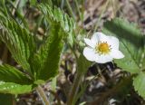 Fragaria vesca