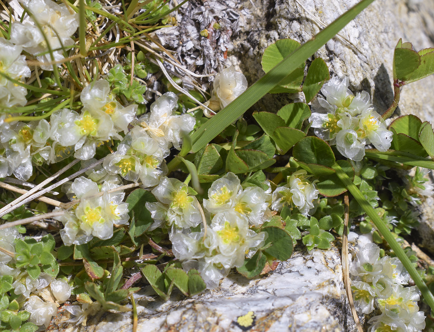 Изображение особи Paronychia kapela ssp. serpyllifolia.