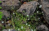 Cerastium regelii