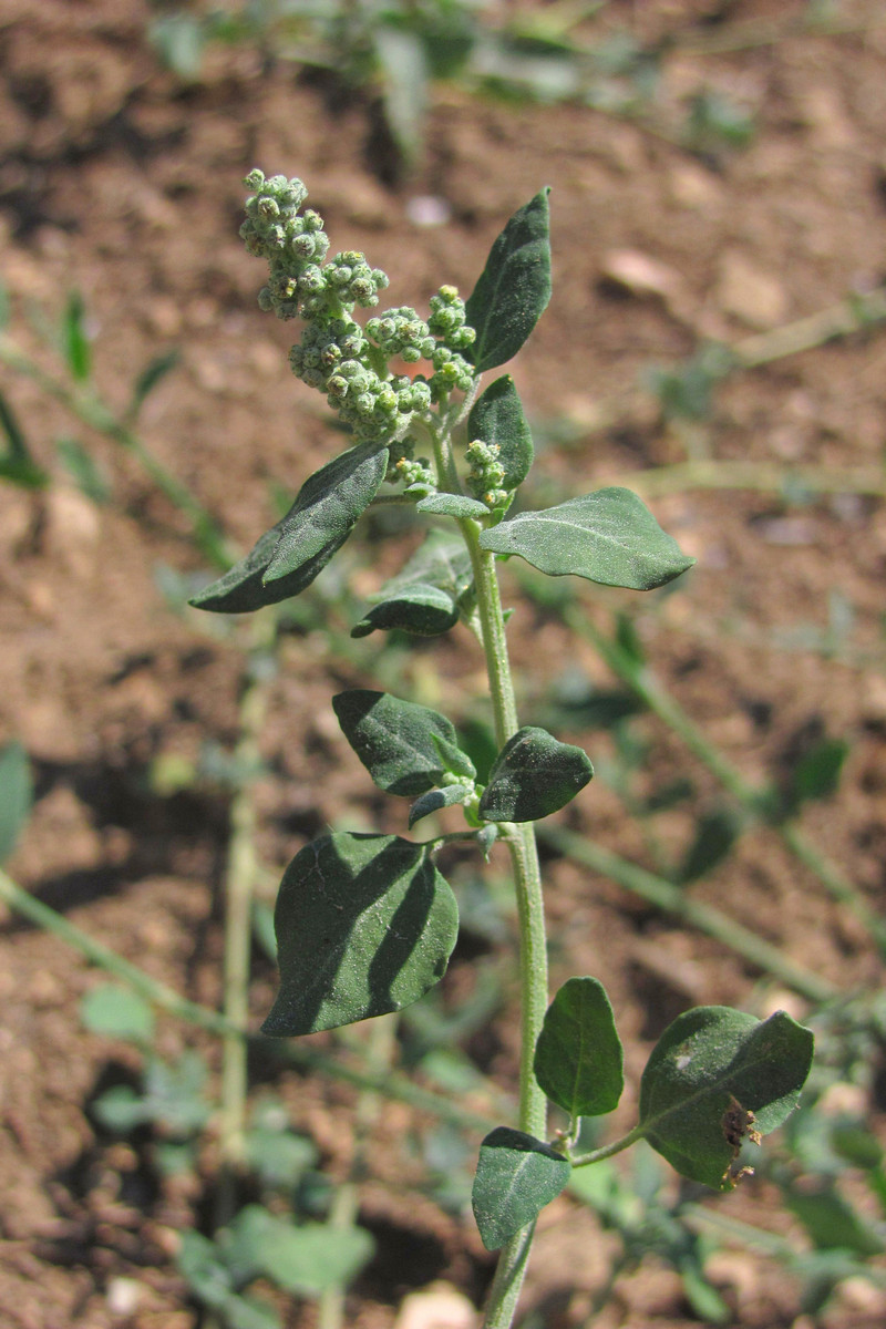 Изображение особи Chenopodium vulvaria.