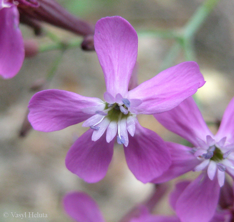 Изображение особи Silene lituanica.