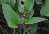 Maianthemum dilatatum