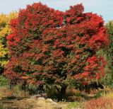 Acer palmatum