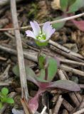 Holosteum umbellatum. Цветущее растение. Крым, Симферополь, восточный берег водохранилища. 10 марта 2013 г.