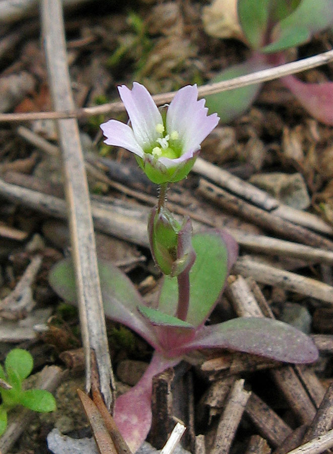 Изображение особи Holosteum umbellatum.