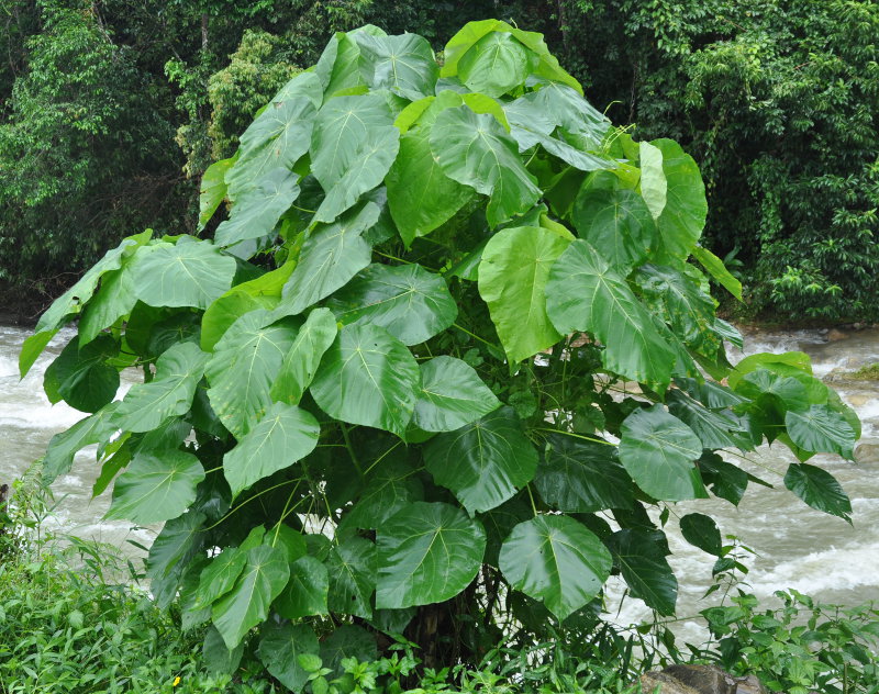 Изображение особи Macaranga grandifolia.