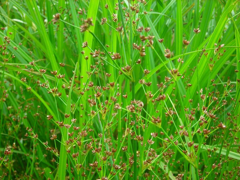 Изображение особи Juncus articulatus.