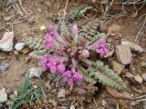 Pedicularis semenowii