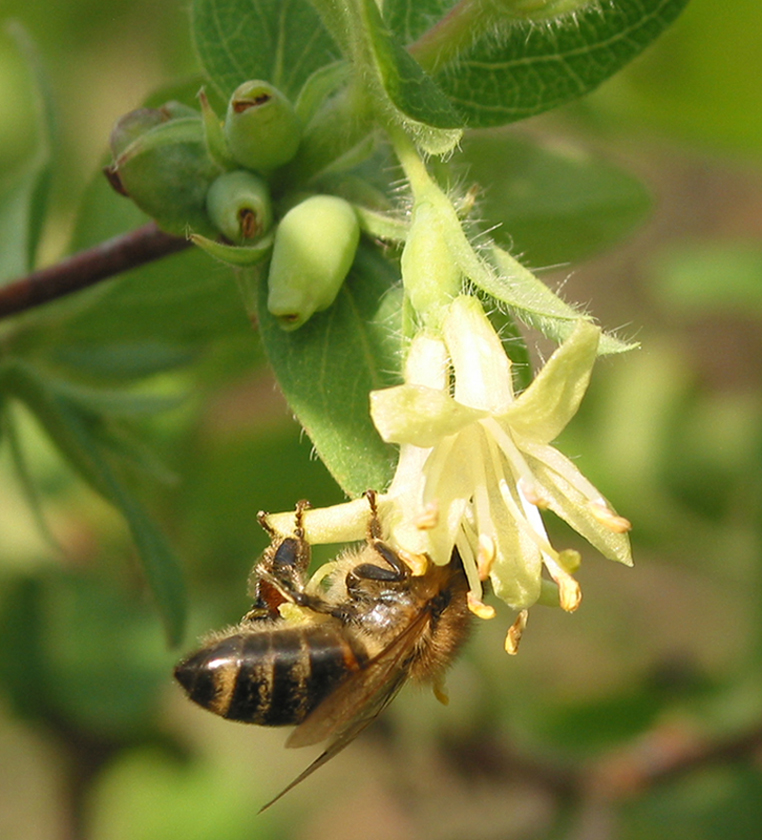 Image of Lonicera edulis specimen.