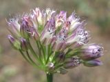 Allium rotundum