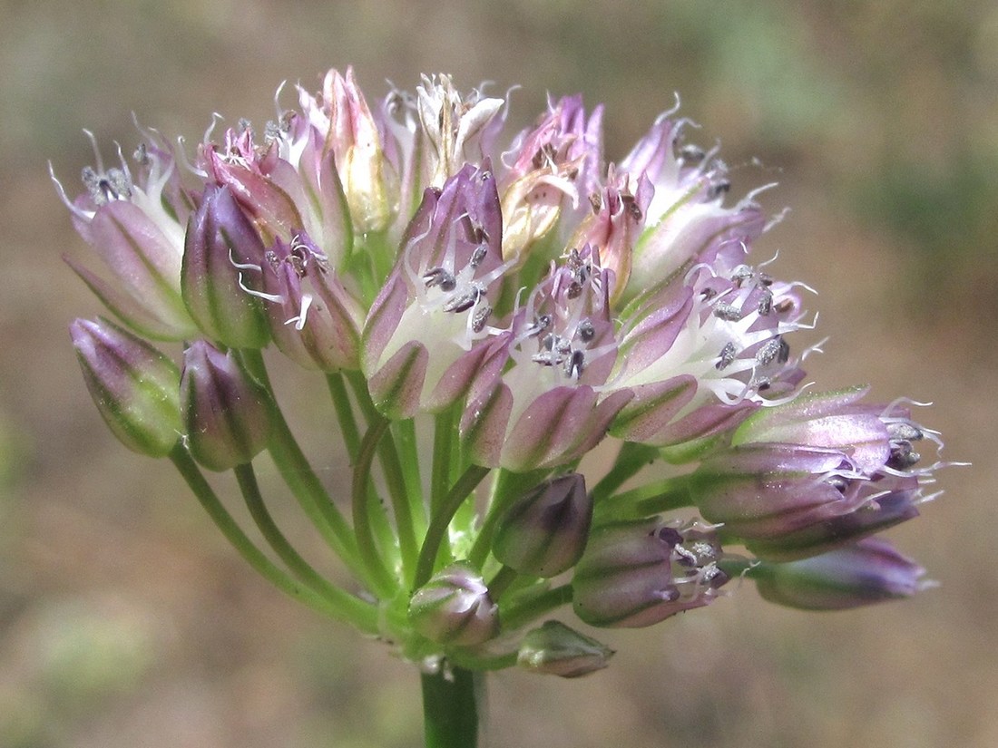 Изображение особи Allium rotundum.