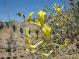 Astragalus flexus. Верхушка цветущего растения. Казахстан, Южное Прибалхашье, пустыня Таукум. 26 мая 2014 г.