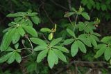 Rhododendron luteum