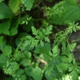 Chaerophyllum temulum